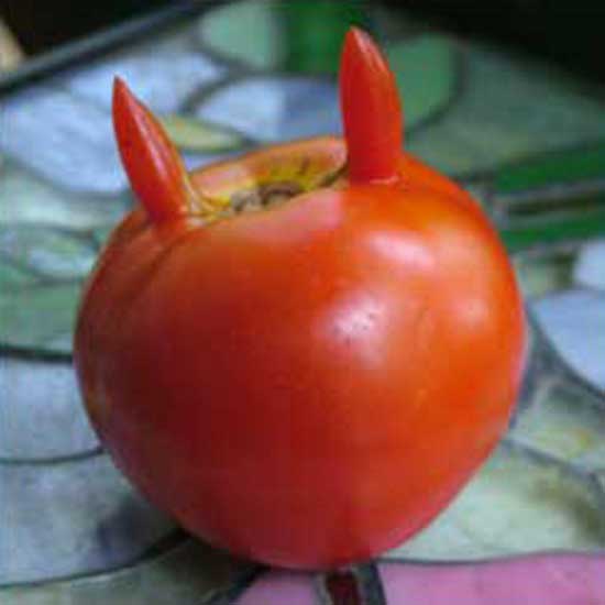 Tomato Diablo