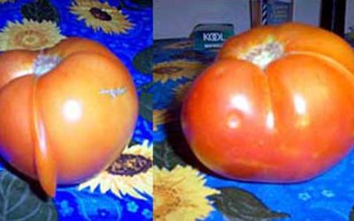 Tomato Bird