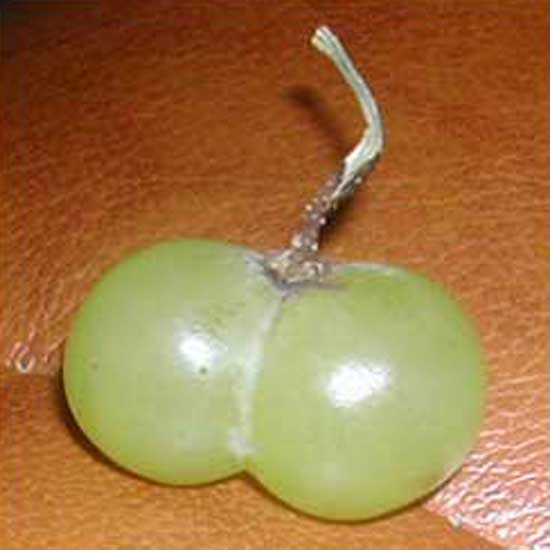 Twin Grapes
