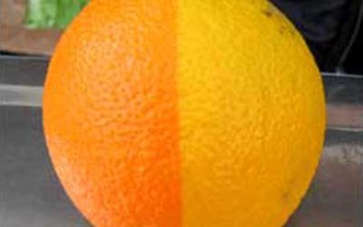 Two-Tone Citrus