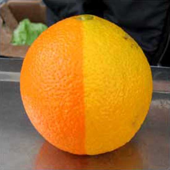 Two-Tone Citrus