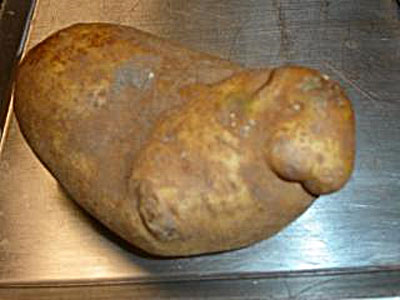 A potato shaped like a walrus