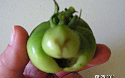 ‘Yoshi/Bowser Love Child’ Tomato