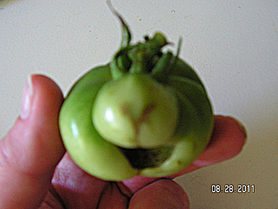 ‘Yoshi/Bowser Love Child’ Tomato